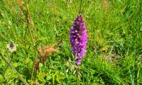 Southern March Orchid auf Jersey &ndash; &copy; Kristin Weigel (Eberhardt TRAVEL)