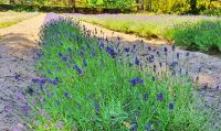 Lavendelfarm Jersey Lavender &ndash; &copy; Kristin Weigel (Eberhardt TRAVEL)
