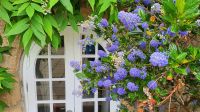 Gartentour auf Jersey - Domain de Veux &ndash; &copy; Kristin Weigel (Eberhardt TRAVEL)