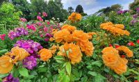 Gartentour auf Jersey - Rosengarten am Seafield House &ndash; &copy; Kristin Weigel (Eberhardt TRAVEL)