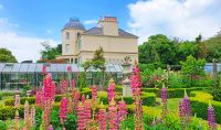 Gartentour auf Jersey - Lupinen und Gewächshäuser am Seafield House &ndash; &copy; Kristin Weigel (Eberhardt TRAVEL)