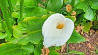Gartentour auf Jersey - Calla am Seafield House &ndash; &copy; Kristin Weigel (Eberhardt TRAVEL)
