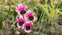 Im Orchideenhaus der Eric Young Orchid Foundation &ndash; &copy; Kristin Weigel (Eberhardt TRAVEL)