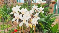Im Orchideenhaus der Eric Young Orchid Foundation &ndash; &copy; Kristin Weigel (Eberhardt TRAVEL)