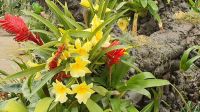 Im Orchideenhaus der Eric Young Orchid Foundation &ndash; &copy; Kristin Weigel (Eberhardt TRAVEL)