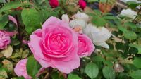 Candie Gardens in St. Peter Port - herrliche Rosen &ndash; &copy; Kristin Weigel (Eberhardt TRAVEL)