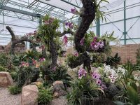 Eric Young Orchid Foundation (Orchideengarten)