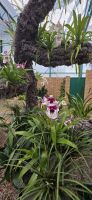 Eric Young-Orchideen-Ausstellungen - Kanalinseln  &ndash; &copy; Ronja Wagner (Eberhardt TRAVEL)
