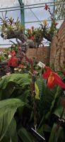 Eric Young-Orchideen-Ausstellungen - Kanalinseln  &ndash; &copy; Ronja Wagner (Eberhardt TRAVEL)