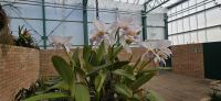 Eric Young-Orchideen-Ausstellungen - Kanalinseln  &ndash; &copy; Ronja Wagner (Eberhardt TRAVEL)