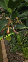 Eric Young-Orchideen-Ausstellungen - Kanalinseln  &ndash; &copy; Ronja Wagner (Eberhardt TRAVEL)