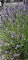 Botanischer Garten Jersey - Kanalinseln &ndash; &copy; Ronja Wagner (Eberhardt TRAVEL)