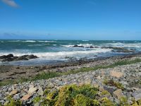 Queller und Meer-Spinat, Küstenpflanzen die wir unterwegs probiert haben &ndash; &copy; Monika Cortese (Eberhardt TRAVEL)