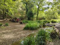 Rast am Bach im St. Catherines Wood, Jersey 