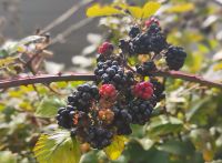 Brombeeren am Wegesrand – auf Jersey fast überall zu finden