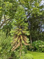 Wollemi Pine