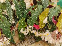 Besuch der Eric Young Orchid Foundation