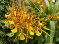 Besuch der Eric Young Orchid Foundation