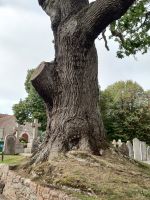 Der Baum hat schon vieles gesehen.... alte Kirche