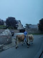 Die Jersey Schönheiten beim Spaziergang &ndash; &copy; Marta Rass (Eberhardt TRAVEL)