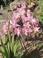 Ach, die schöne Jersey lily....... &ndash; &copy; Marta Rass (Eberhardt TRAVEL)