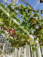 Die Rebe von Seigneurie Garten  &ndash; &copy; Marta Rass (Eberhardt TRAVEL)