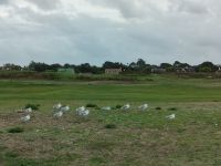 die einzigen Besucher der Golfanlage... &ndash; &copy; Marta Rass (Eberhardt TRAVEL)