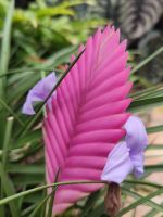 Eine Bromelienart &ndash; &copy; Marta Rass (Eberhardt TRAVEL)