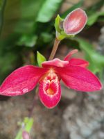Ohne Frauenschuh geht´s gar nichts &ndash; &copy; Marta Rass (Eberhardt TRAVEL)