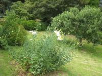 Spiegeleiblume im Privatgarten von Mr. und Mrs.Bieni &ndash; &copy; Ria Heilmann (Eberhardt TRAVEL)