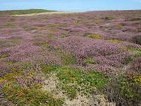 024_Heide