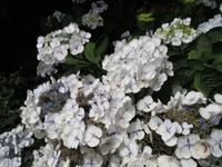 083_Tellerhortensie &ndash; &copy; Rica Schubert (Eberhardt TRAVEL)