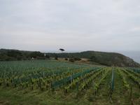 140_Weinküste &ndash; &copy; Rica Schubert (Eberhardt TRAVEL)