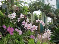 142_Orchideenpracht &ndash; &copy; Rica Schubert (Eberhardt TRAVEL)