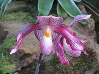 143_Orchideenpracht &ndash; &copy; Rica Schubert (Eberhardt TRAVEL)