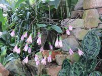 144_Orchideenpracht &ndash; &copy; Rica Schubert (Eberhardt TRAVEL)