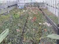 152_Orchideenzucht &ndash; &copy; Rica Schubert (Eberhardt TRAVEL)