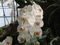 153_Orchideenpracht &ndash; &copy; Rica Schubert (Eberhardt TRAVEL)