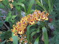 154_Orchideenpracht &ndash; &copy; Rica Schubert (Eberhardt TRAVEL)