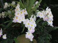 155_Orchideenpracht &ndash; &copy; Rica Schubert (Eberhardt TRAVEL)