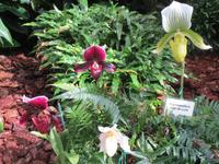 157_Orchideenpracht &ndash; &copy; Rica Schubert (Eberhardt TRAVEL)