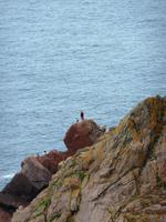 Klippenspringer &ndash; &copy; Sandra Winkler (Eberhardt TRAVEL)