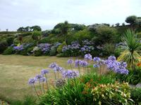 Agapanthusgarten &ndash; &copy; Sandra Winkler (Eberhardt TRAVEL)