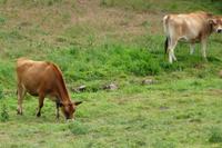 Jersey Kuh &ndash; &copy; Sandra Winkler (Eberhardt TRAVEL)