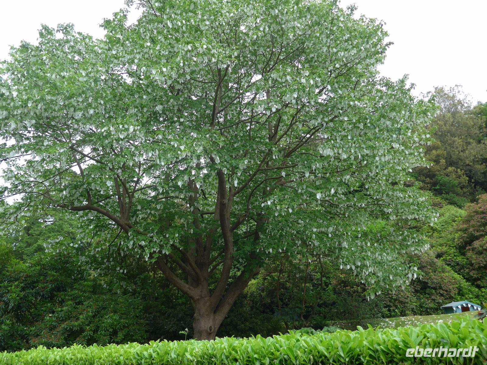 Jersey/Rozel-Taschentuchbaum &ndash; &copy; Ria Heilmann (Eberhardt TRAVEL)