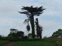 Jersey-Baumriesen &ndash; &copy; Ria Heilmann (Eberhardt TRAVEL)
