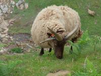 Jersey-Devil´s Hole-Schaf mit 4 Hörnern &ndash; &copy; Ria Heilmann (Eberhardt TRAVEL)