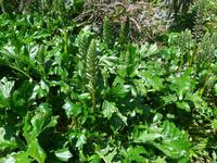 Guernsey-Acantus &ndash; &copy; Ria Heilmann (Eberhardt TRAVEL)