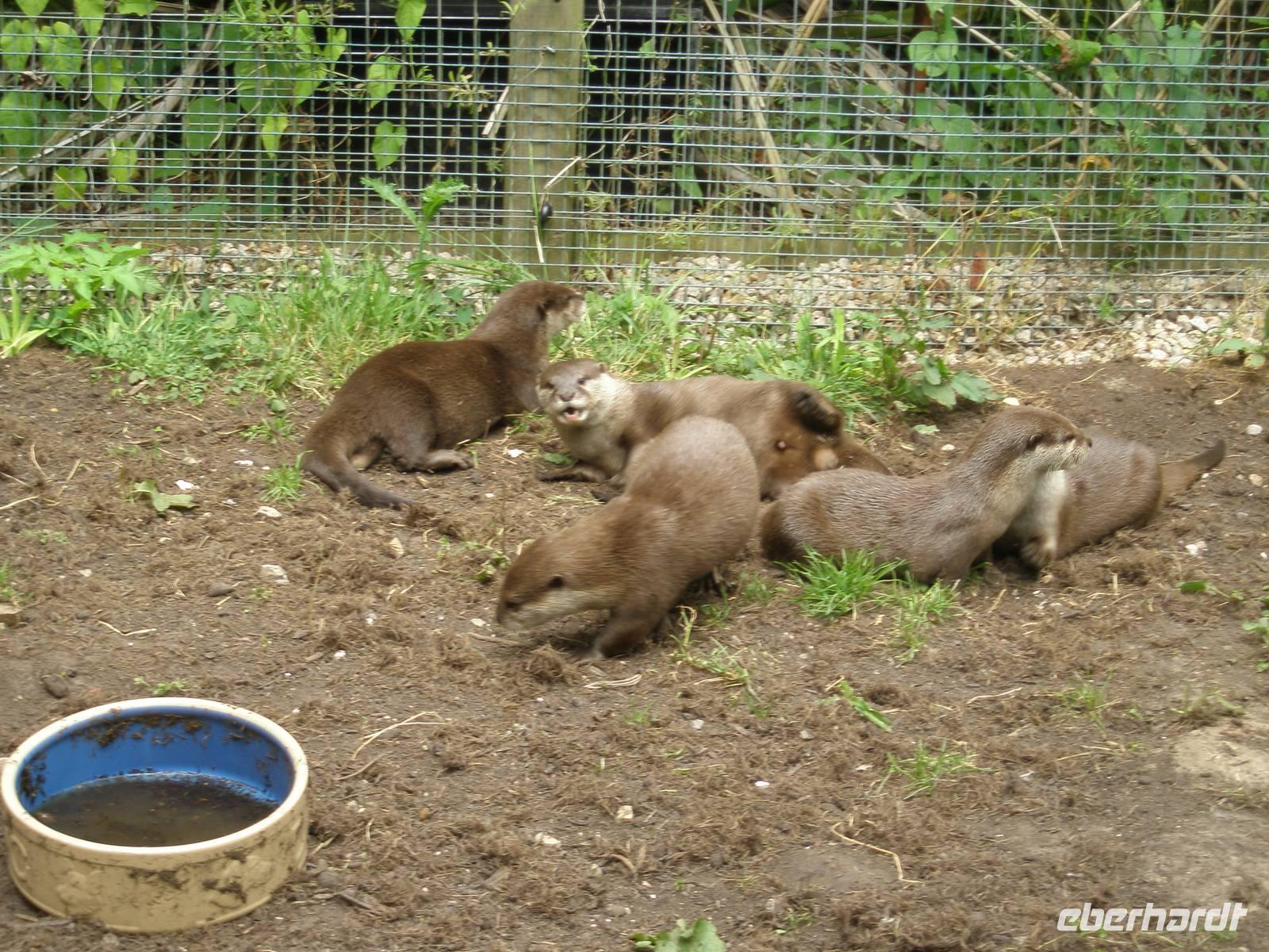 Otterfamilie Bild 2 &ndash; &copy; Martin Brützke (Eberhardt TRAVEL)