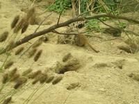 Erdmännchen &ndash; &copy; Martin Brützke (Eberhardt TRAVEL)
